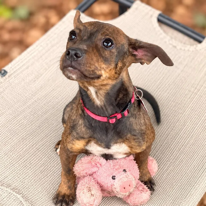Truffle thumbnail 2