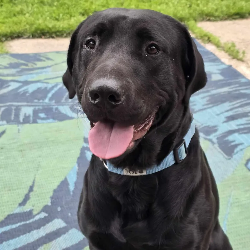 An adult large-sized male Labrador Retriever dog named Renegade for adoption in Grand Forks, ND