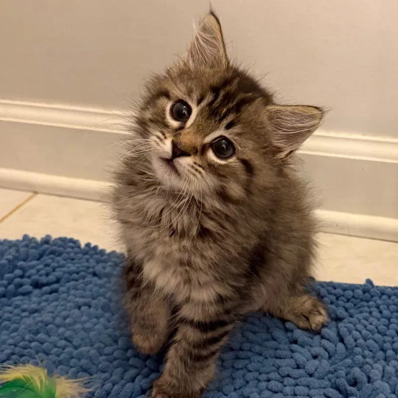 A baby small-sized male Domestic Long Hair cat named Bentley for adoption in Cumming, GA