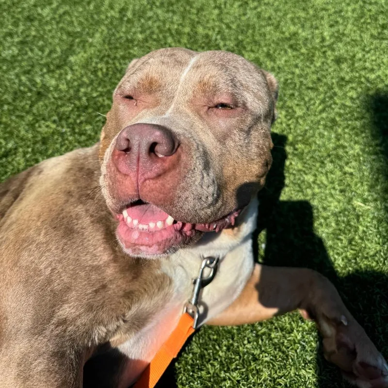 An adult large-sized female Yellow / Tan / Blond / Fawn Mixed Breed dog named Sonia Blade for adoption in Pittsburgh, PA