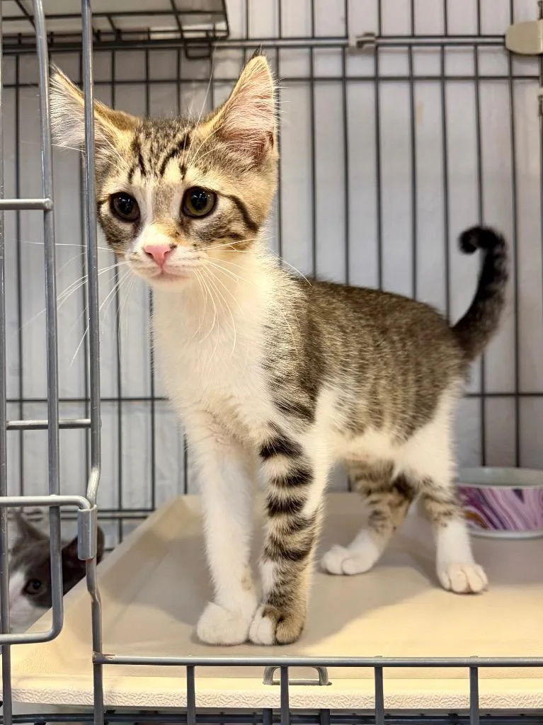 A baby medium-sized male Domestic Short Hair cat named RadioShack for adoption in Cincinnati, OH