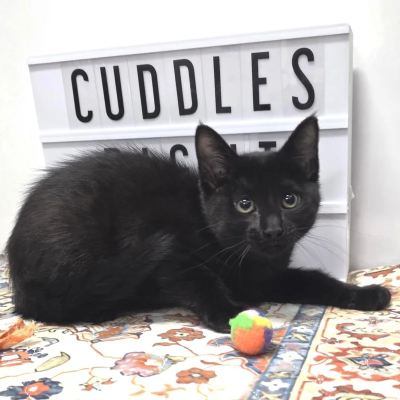 A baby small-sized female Brown / Chocolate Domestic Short Hair cat named Styx for adoption in Fort Wayne, IN