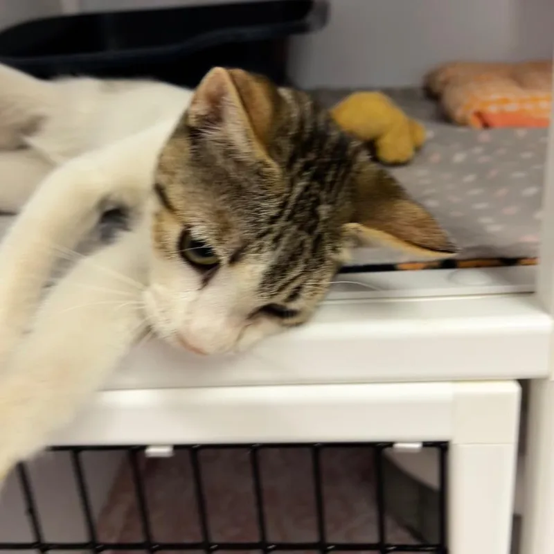 A baby medium-sized male Domestic Short Hair cat named Sparks for adoption in Peoria, AZ
