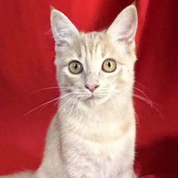 A young small-sized female Cream / Ivory Domestic Short Hair cat named Mabel for adoption in Concord, NH