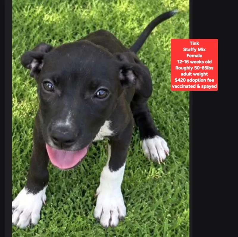 A baby medium-sized female Boxer dog named Tink for adoption in Oviedo, FL