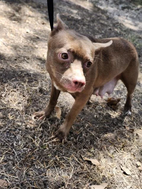 A young medium-sized female Chihuahua dog named Molly for adoption in San Antonio, TX
