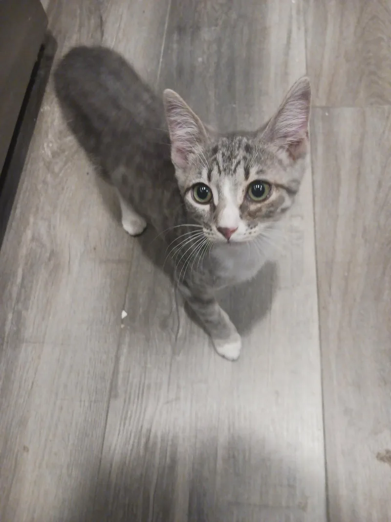 A baby medium-sized male Tabby cat named Ash for adoption in Wesley Chapel, FL