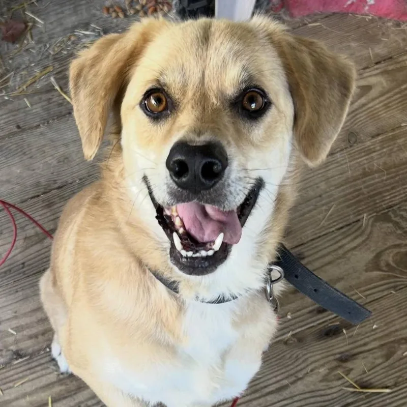 An adult medium-sized male Yellow Labrador Retriever dog named Jackson for adoption in Fairfax, VA