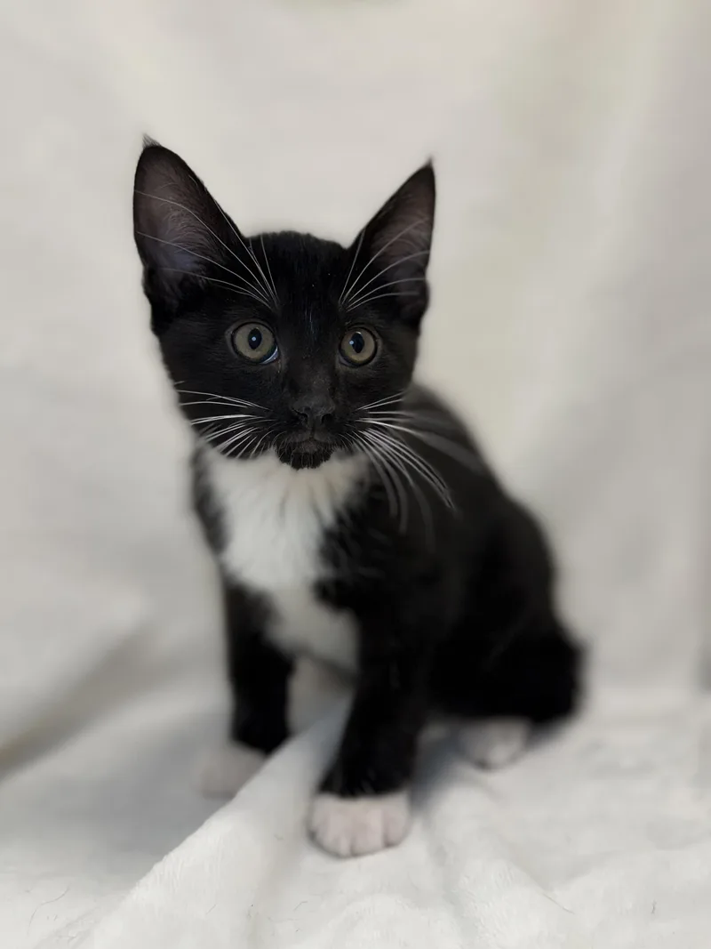 A baby medium-sized male Black & White / Tuxedo Domestic Short Hair cat named Casey for adoption in Greensboro, NC
