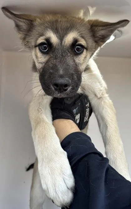 A baby medium-sized female Yellow / Tan / Blond / Fawn Shepherd dog named 60802588 for adoption in El Paso, TX