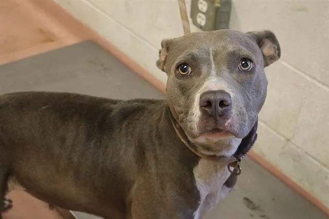 An adult medium-sized female Mixed Breed dog named Marble for adoption in Columbia, SC