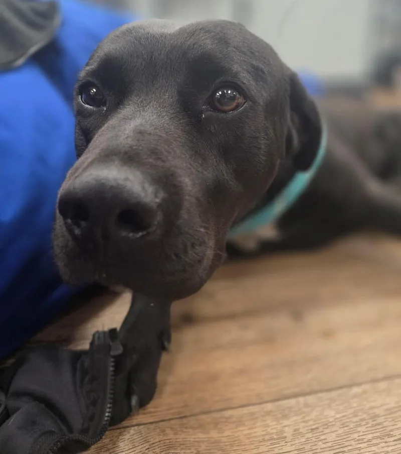 A young medium-sized male Labrador Retriever dog named Stanley for adoption in Florence, SC