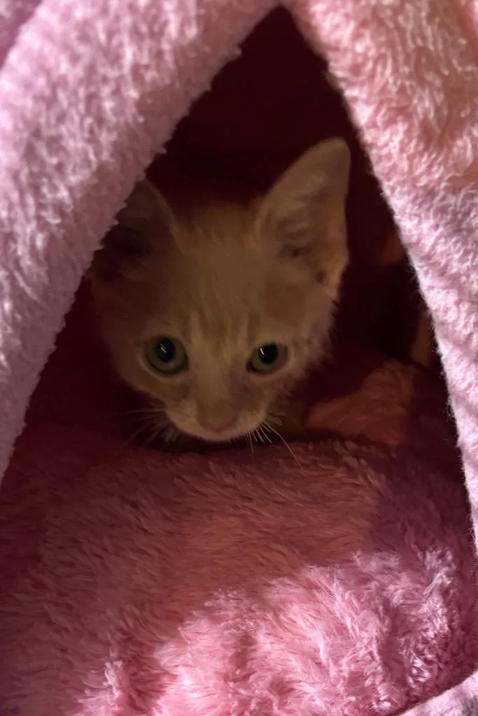 A baby medium-sized male Domestic Short Hair cat named Gino for adoption in Cumming, GA