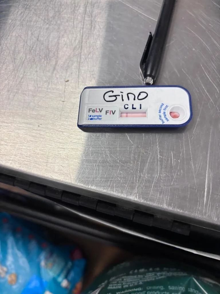 Gino thumbnail 3