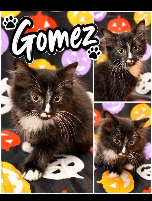 A baby small-sized male Domestic Long Hair cat named Gomez for adoption in Rensselaer, IN