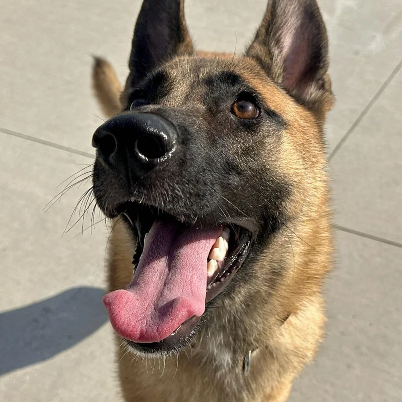 A young medium-sized female Belgian Shepherd / Malinois dog named Milky Way for adoption in Matteson, IL