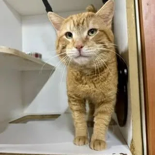 An adult large-sized male Orange / Red Domestic Short Hair cat named Ruban for adoption in Alexandria, IN