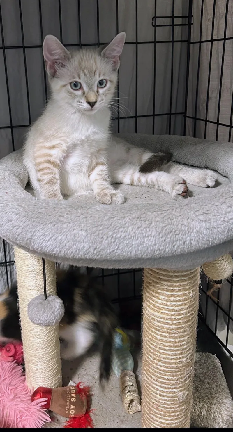 A baby medium-sized male Tabby (Orange / Red) Siamese cat named Bluey and Bodie for adoption in Atlanta, GA