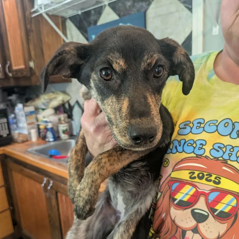 A young medium-sized female Black Mixed Breed dog named Chicha for adoption in Boaz, AL