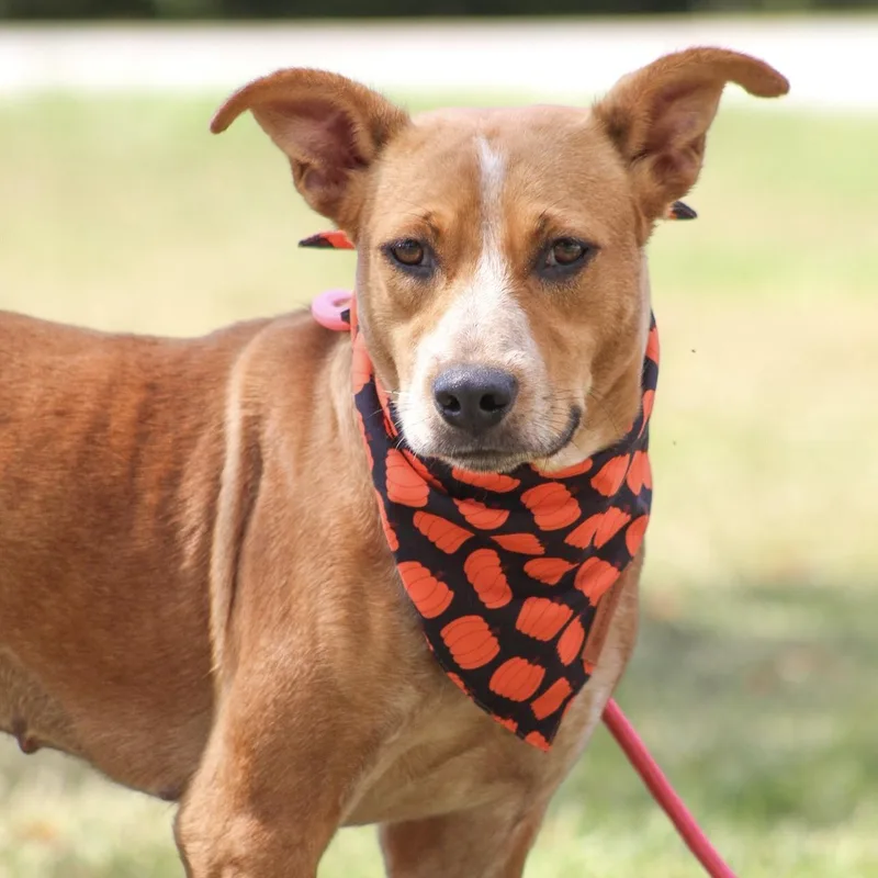 A young medium-sized female Red / Chestnut / Orange Cattle Dog dog named Edie for adoption in Columbia, SC