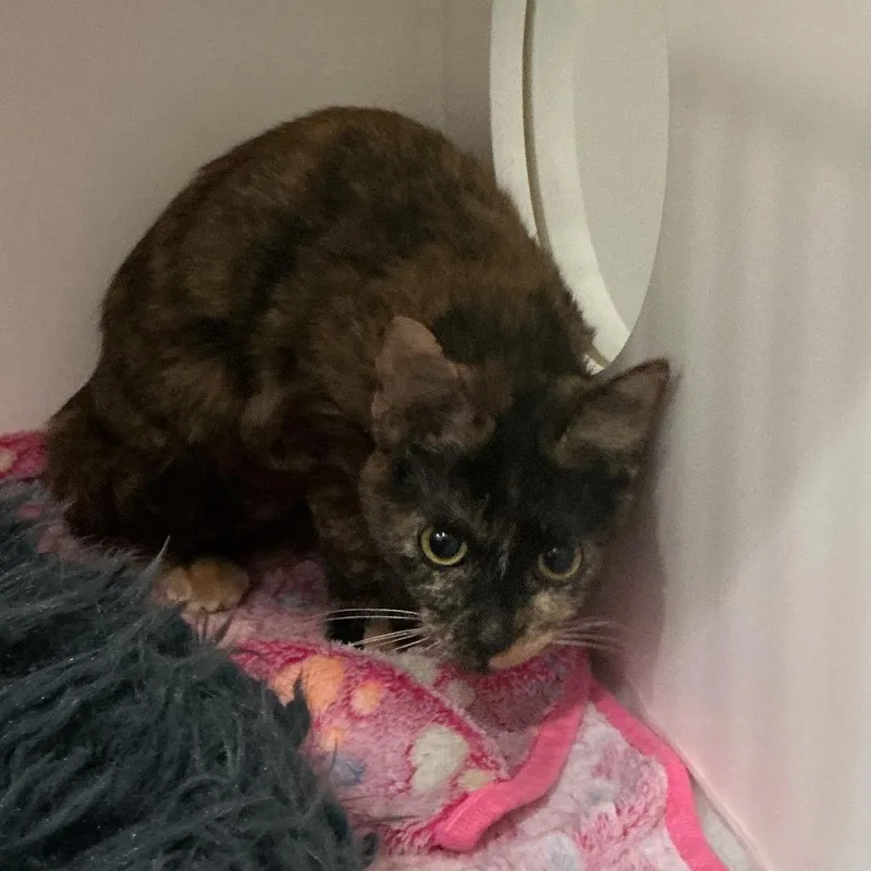 A young small-sized female Calico Domestic Short Hair cat named Pompom for adoption in Elizabeth City, NC
