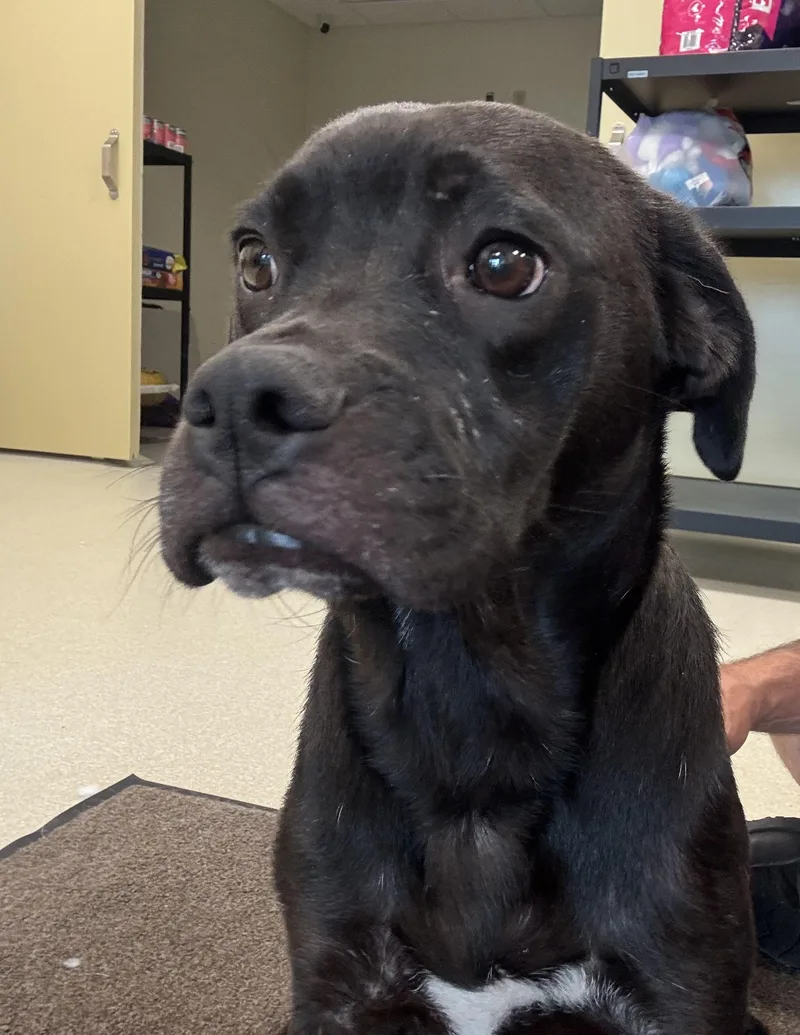 A young medium-sized male Black Mixed Breed dog named Chaz for adoption in Ashland, OH