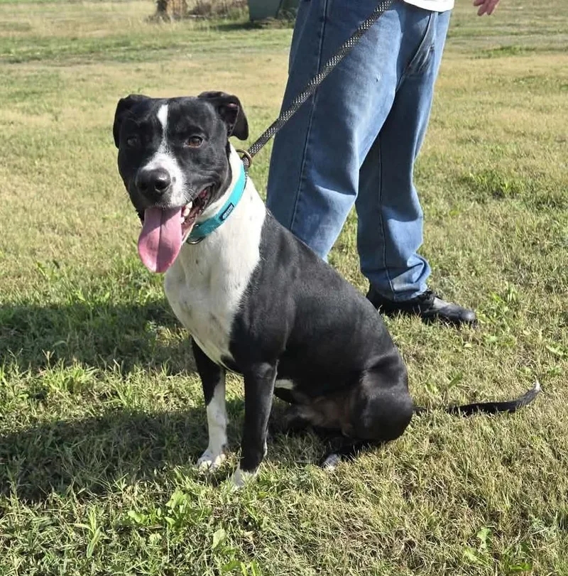 An adult medium-sized male Staffordshire Bull Terrier dog named Billy for adoption in Larned, KS