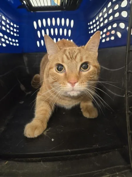 An adult large-sized male Domestic Short Hair cat named Willie for adoption in Millersville, MD