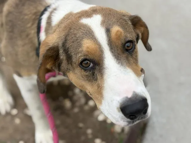 A young large-sized male Pit Bull Terrier dog named Topaz for adoption in Tulsa, OK