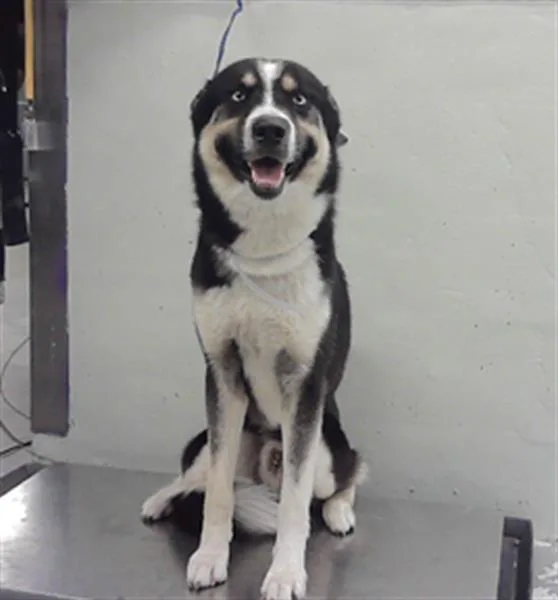An adult large-sized male Siberian Husky dog named Ice for adoption in Houston, TX