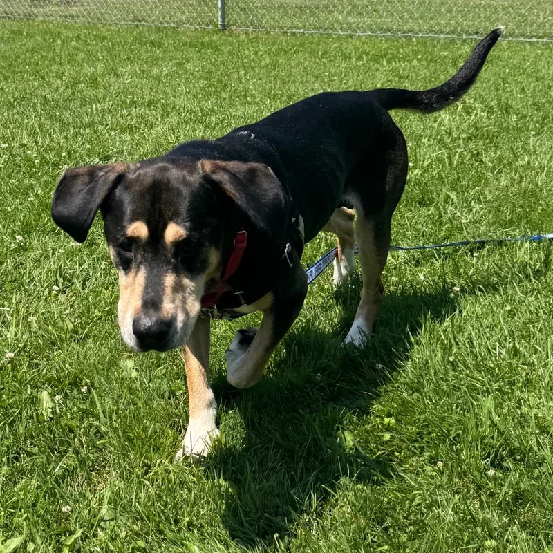 An adult medium-sized male Black Mixed Breed dog named George for adoption in Middlebury, VT
