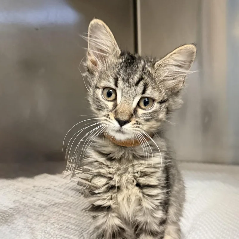 A baby small-sized female Brown / Chocolate Domestic Short Hair cat named Kabob for adoption in Palm Springs, CA