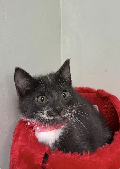 A baby medium-sized female Domestic Short Hair cat named Lo Mein for adoption in Picayune, MS