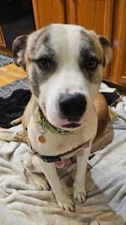 An adult large-sized male Mixed Breed dog named Tiger for adoption in Atlanta, GA