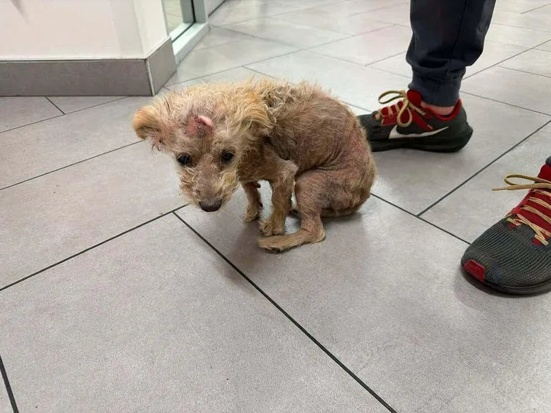 An adult small-sized male Pomeranian dog named Cowboy Terrier for adoption in Wilton, CA