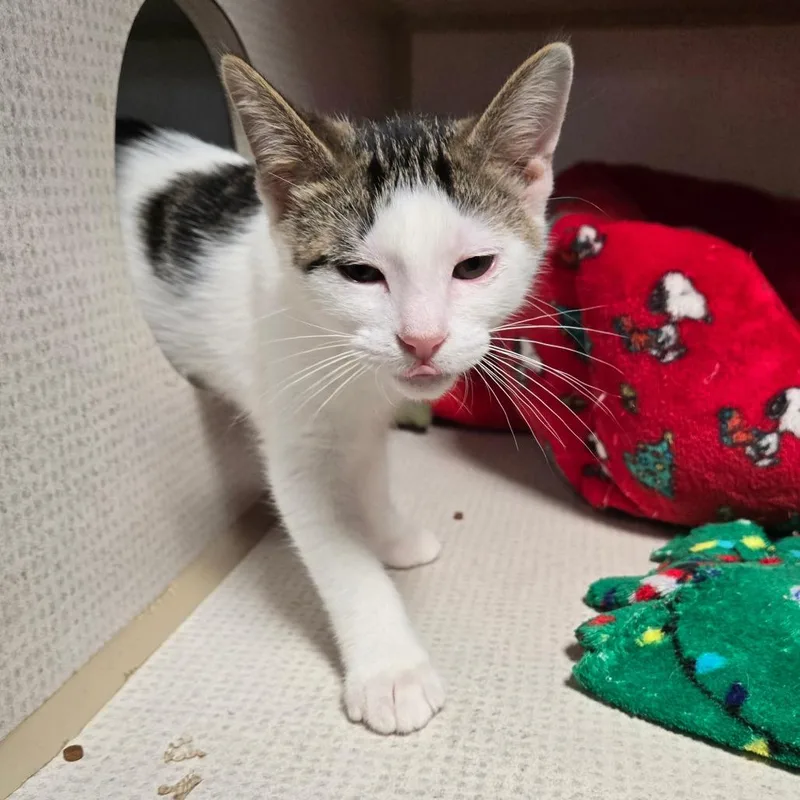 A baby medium-sized male White Domestic Short Hair cat named Patches for adoption in Graham, TX