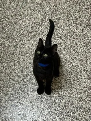 A baby small-sized male Domestic Short Hair cat named Limp Bizkit for adoption in Westland, MI
