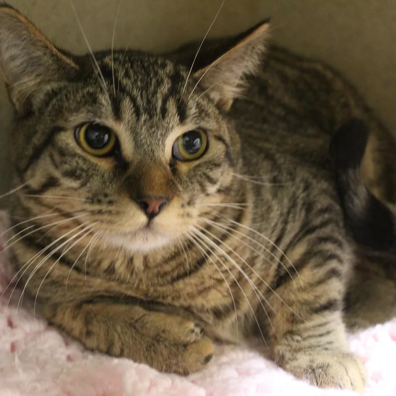A young medium-sized male Tabby (Brown / Chocolate) Domestic Short Hair cat named French Fry for adoption in Yucca Valley, CA