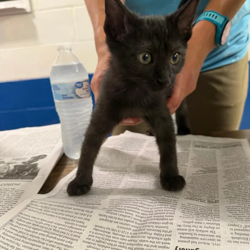 A baby small-sized female Black Domestic Short Hair cat named Darla for adoption in Newport, NC