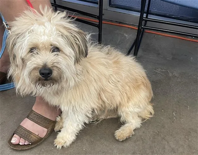 A young small-sized male Mixed Breed dog named Peanut for adoption in Dallas, TX
