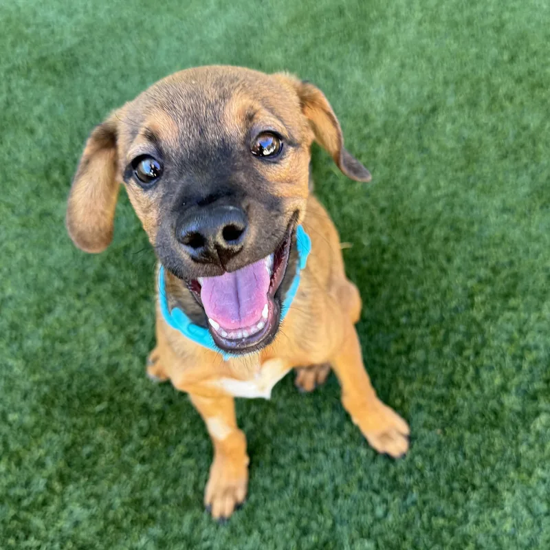 A baby small-sized male Chihuahua dog named Beef Stick for adoption in Henderson, NV