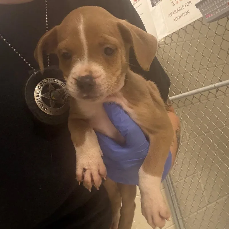 A baby small-sized female Yellow / Tan / Blond / Fawn Mixed Breed dog named Ms. Potato Head for adoption in Pensacola, FL