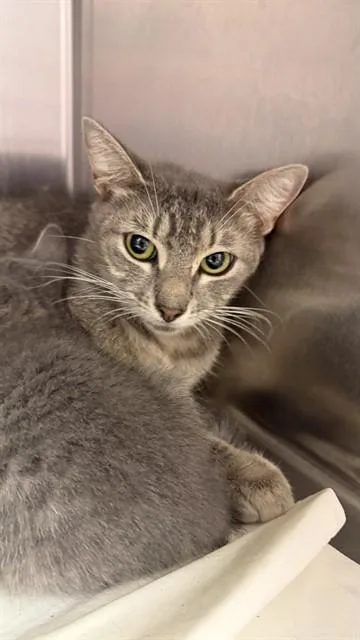 A young small-sized female Domestic Medium Hair cat named Peterbrooke for adoption in Jacksonville, FL
