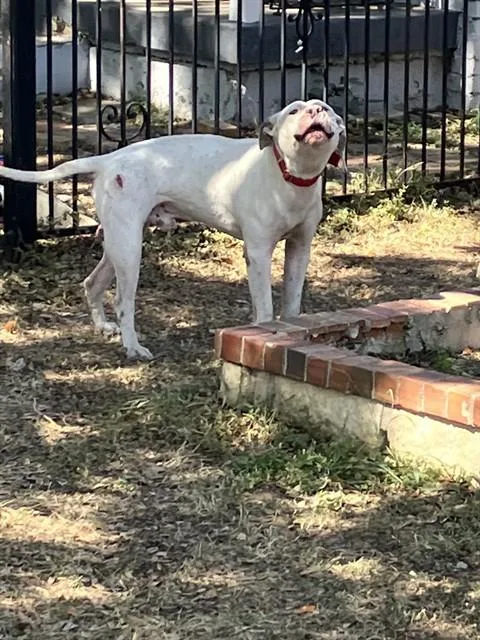 An adult large-sized male Pit Bull Terrier dog named Roper for adoption in Dallas, TX
