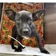 A baby medium-sized male Black Australian Cattle Dog / Blue Heeler dog named Leroy for adoption in Clearwater, FL