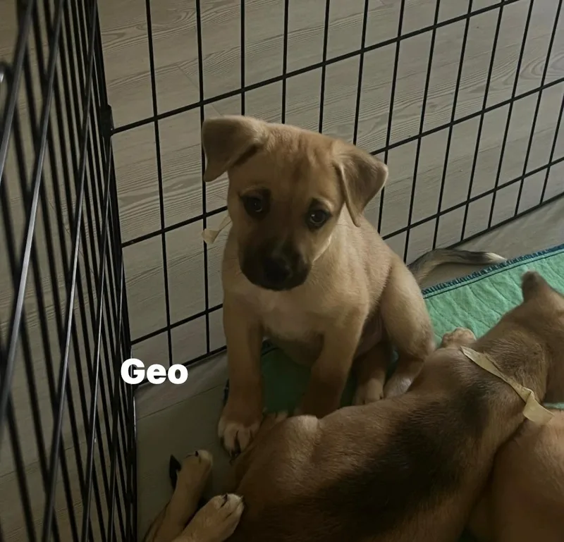A baby medium-sized male German Shepherd Dog dog named Geo for adoption in Houston, TX