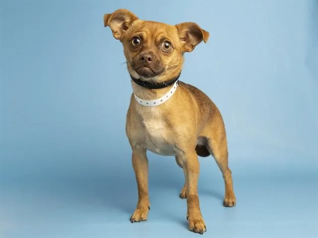 A young small-sized female Chihuahua dog named Patty for adoption in Phoenix, AZ