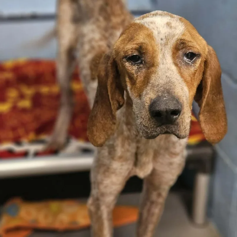 A young medium-sized female White / Cream Coonhound dog named Fancy for adoption in Pulaski, TN