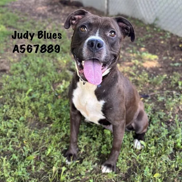 Judy Blues