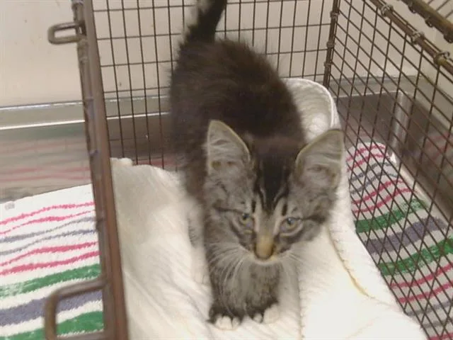 Meeko